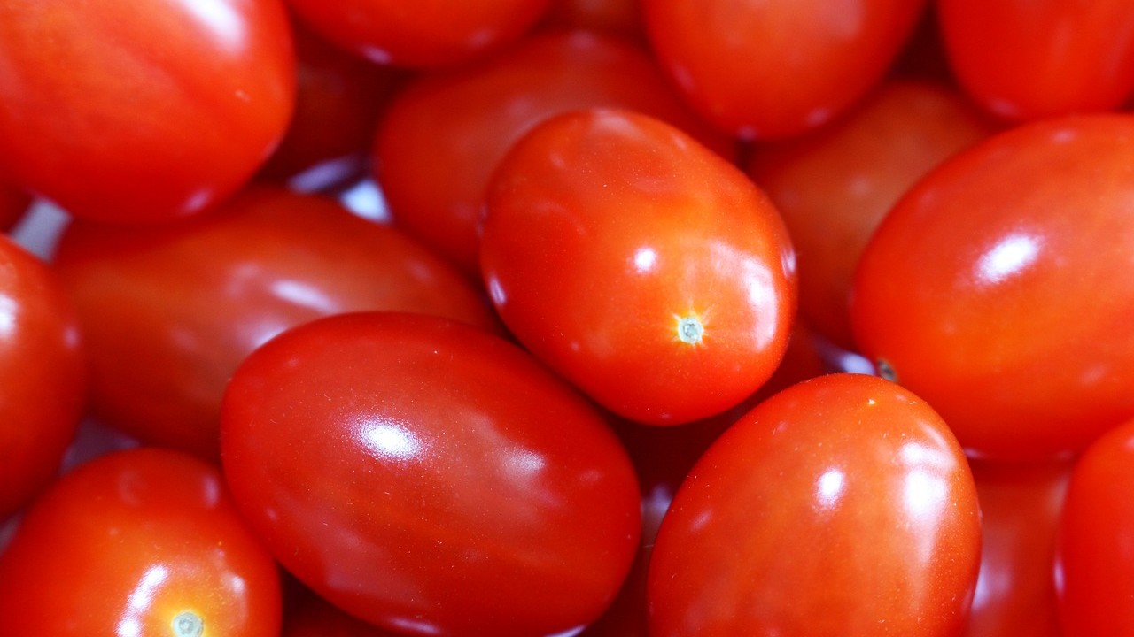 Продаем томаты (сорт Alkaty) в большем объеме