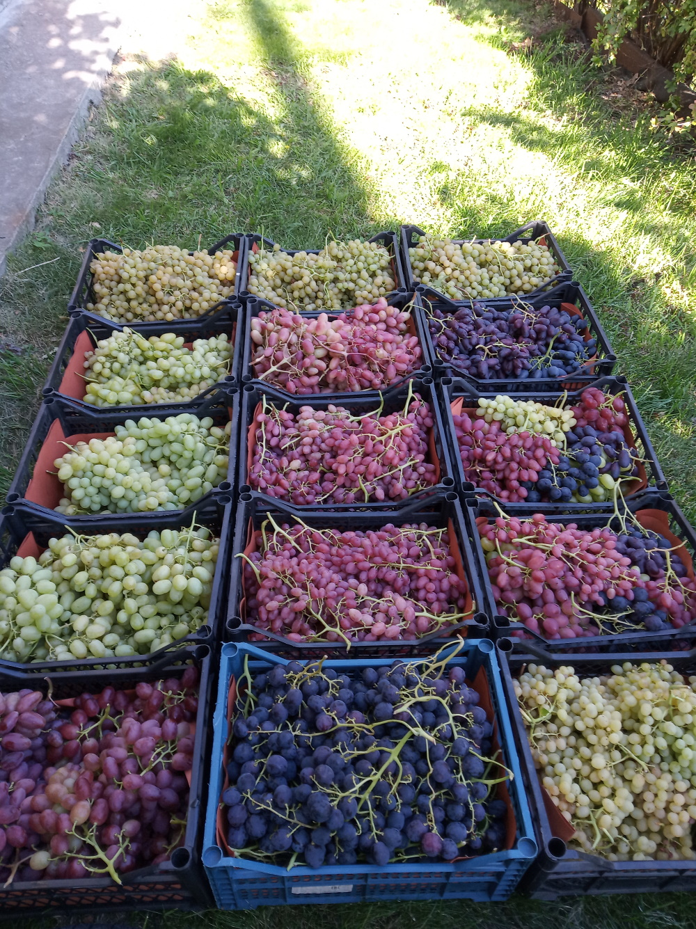 Продаем Виноград разных сортов в больших объемах