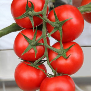 Продаем томаты (сорт Zamira) в большем объеме