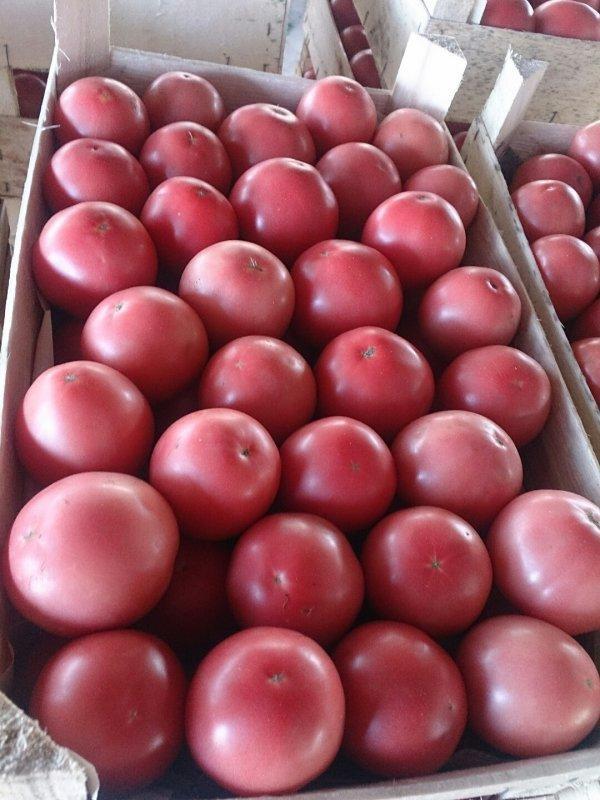 Продаем томаты (сорт Пинк Парадайз) в большем объеме