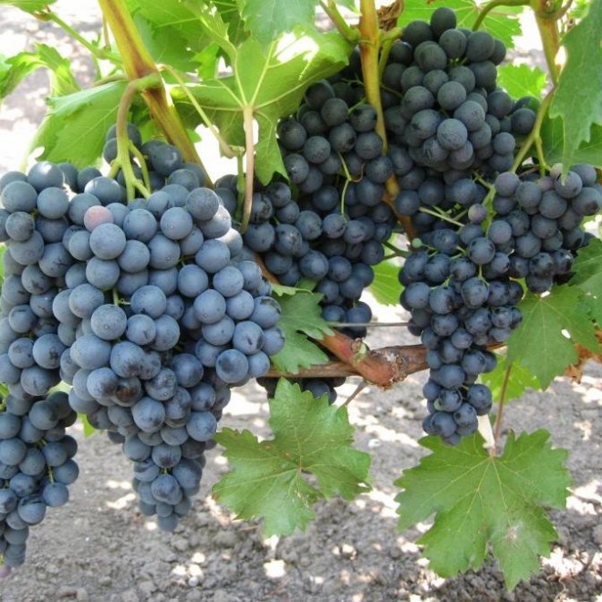 Продаем виноград Кишмиш черный в больших объемах