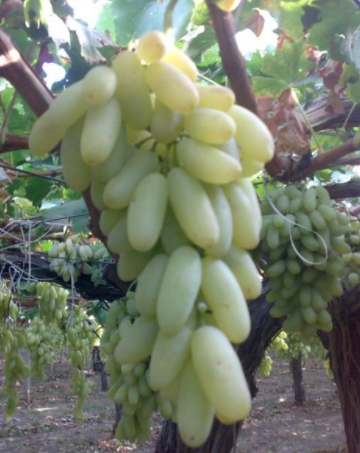 Продаем виноград Хусайни в больших объемах