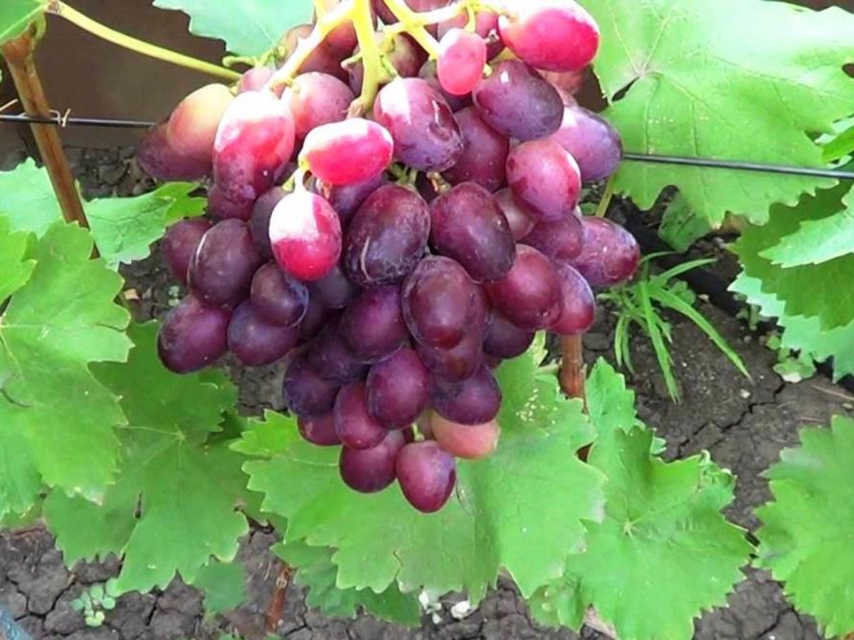 Продаем виноград Ризамат в больших объемах