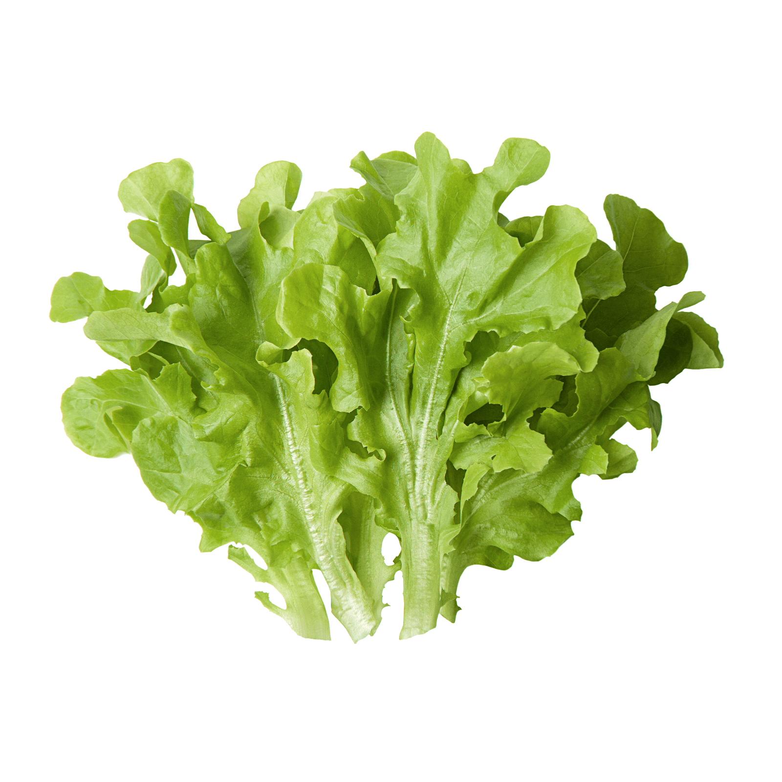 Дуболистный зелёный салат