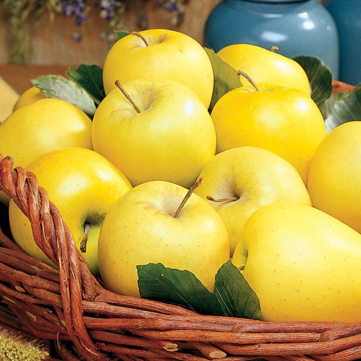 Яблоко голден - Golden Delicious apple