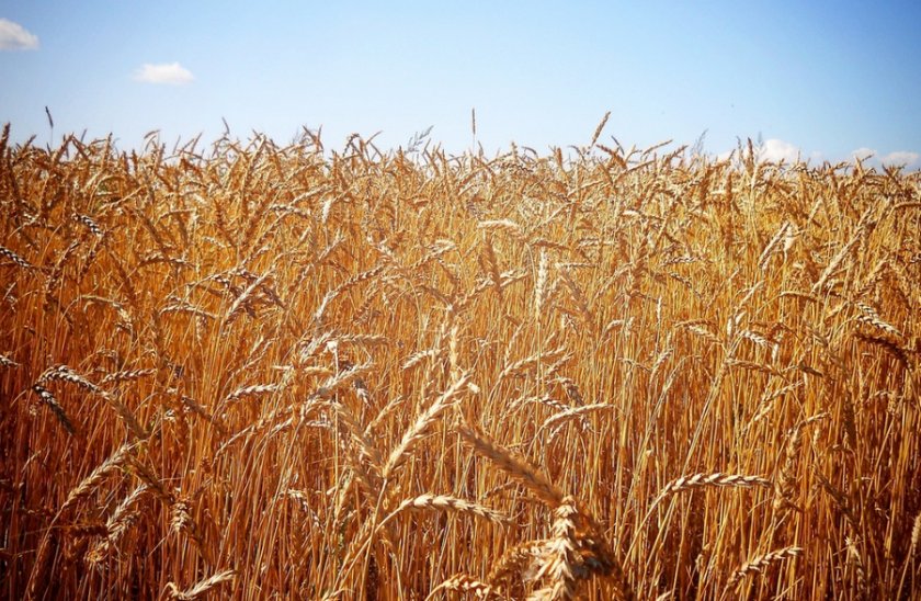 Озимая пшеница, сорт Северодонецкая юбилейная