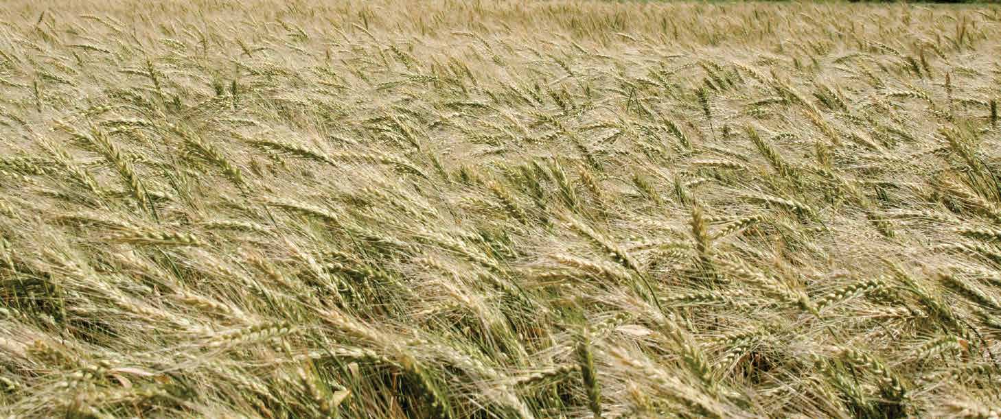 Озимая пшеница, сорт Московская 39