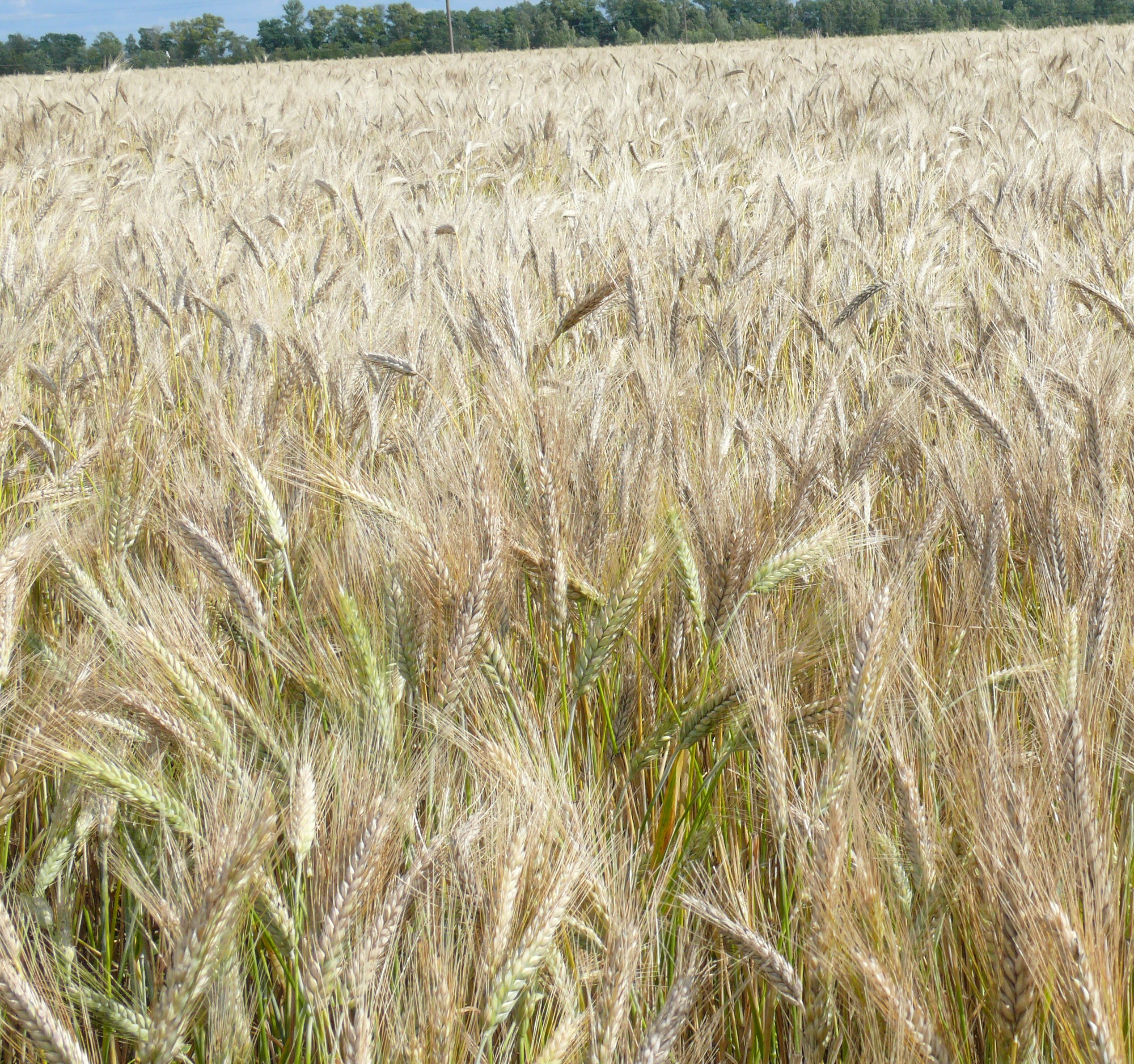 Озимая пшеница, сорт Немчиновская 24
