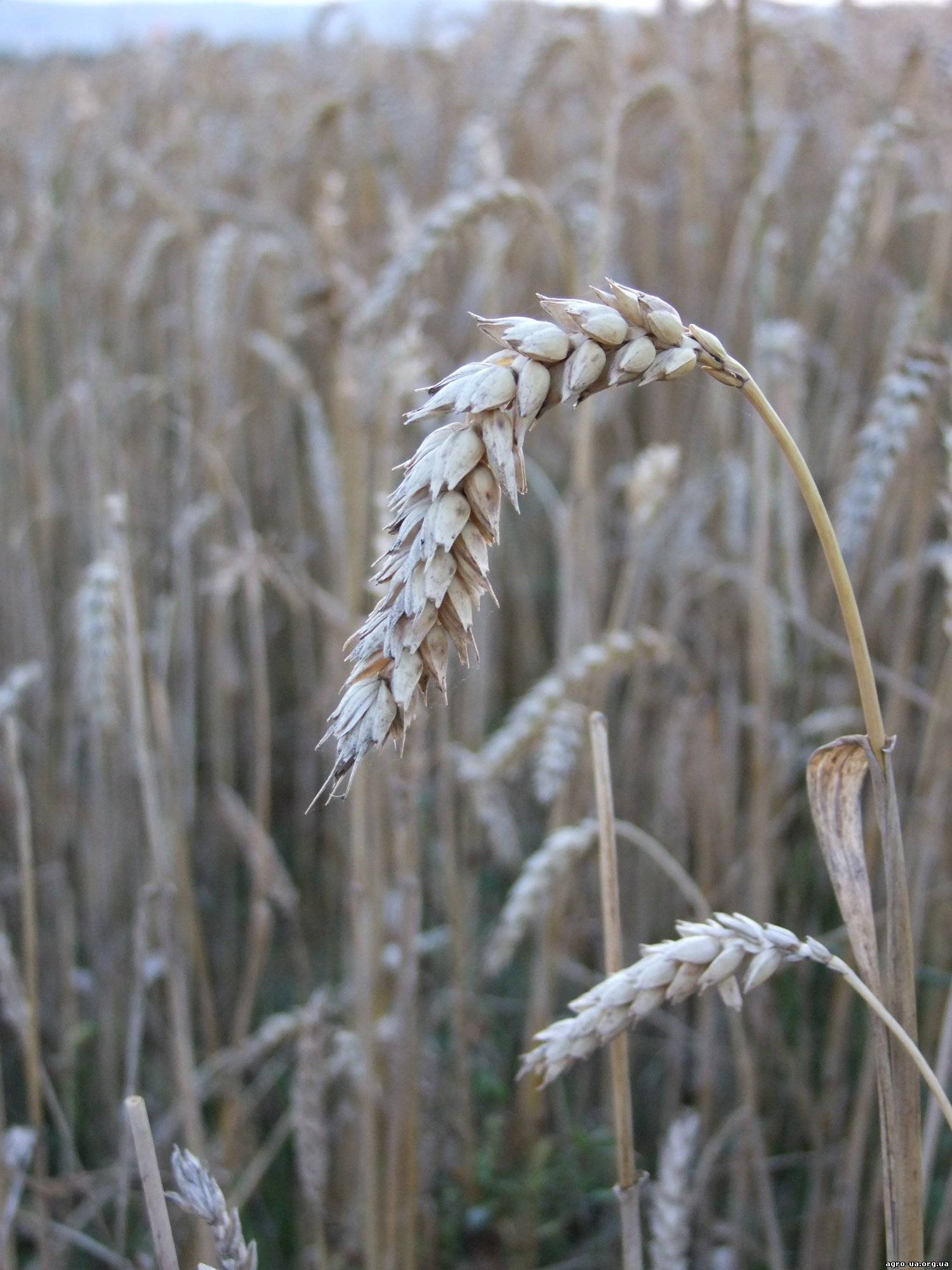Озимая пшеница, сорт Заря