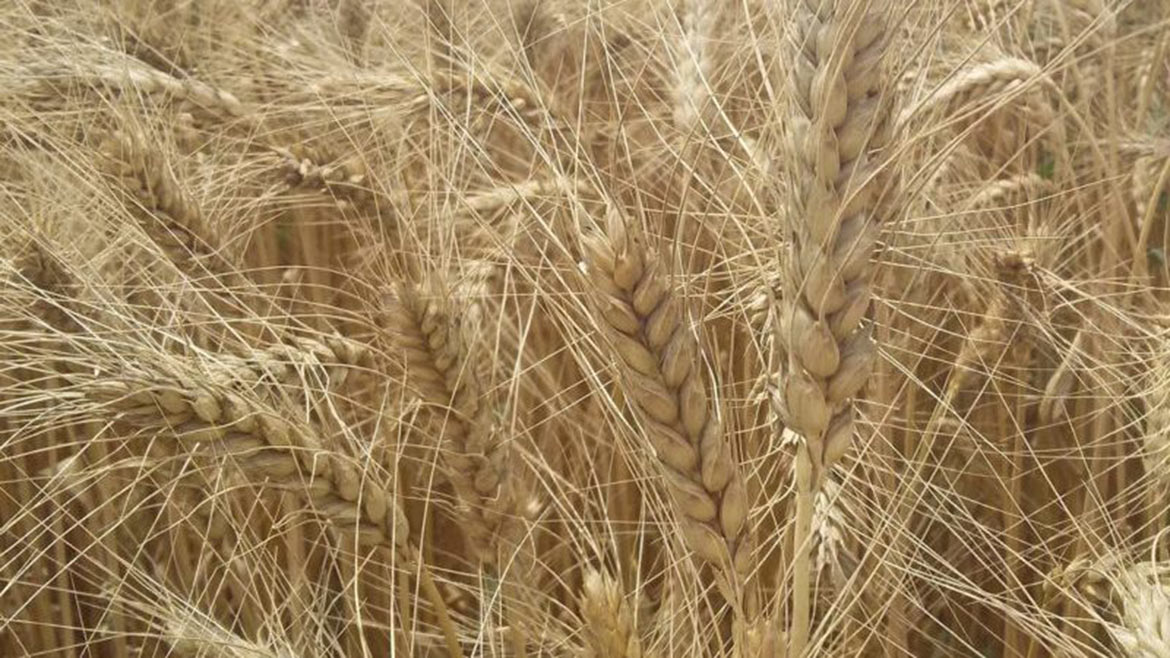 Озимая пшеница, сорт Ермак