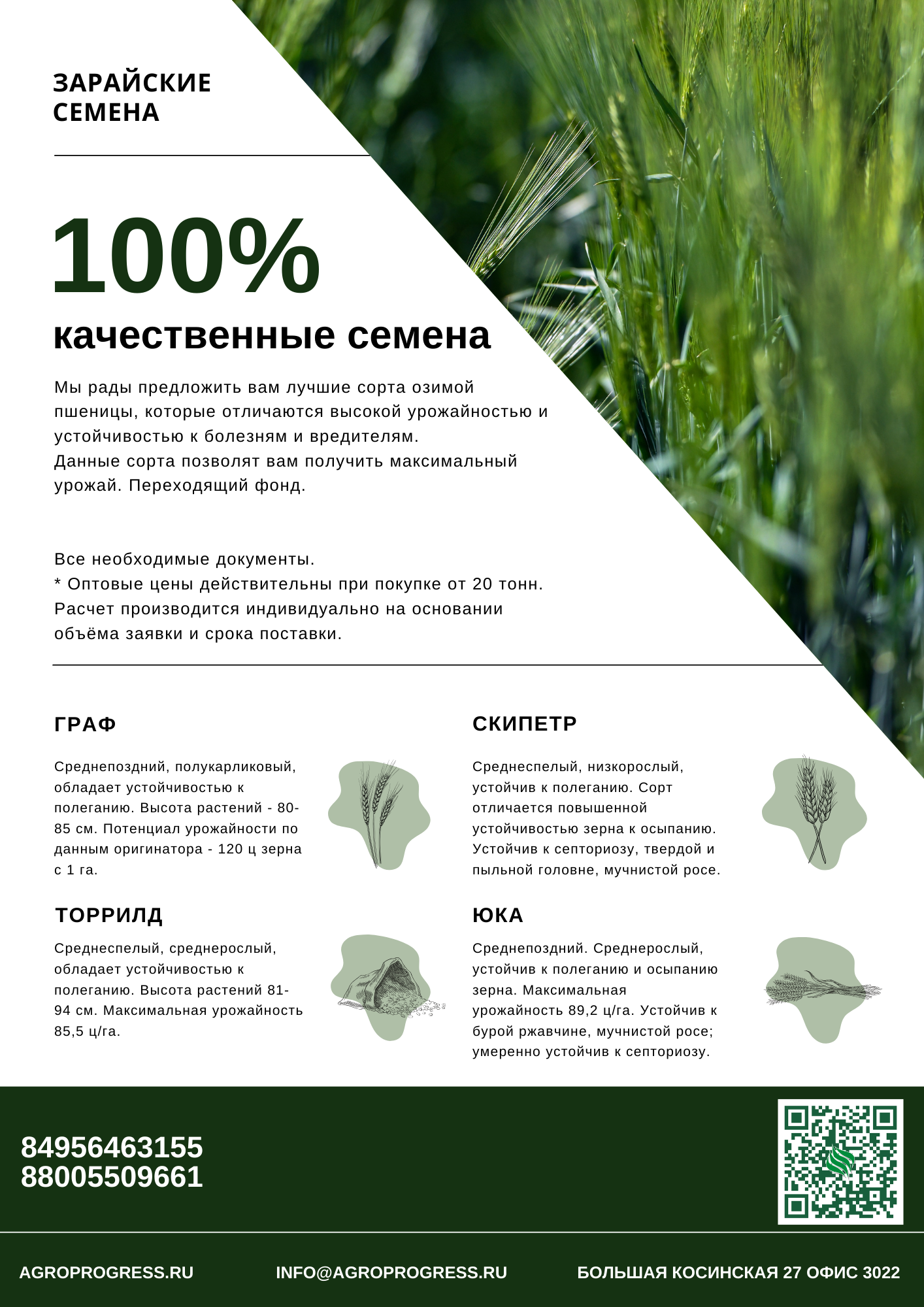 Семена озимая пшеница Тимирязевская 150, Федор, Собербаш