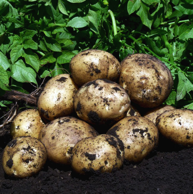 Семена картофеля Ревьера