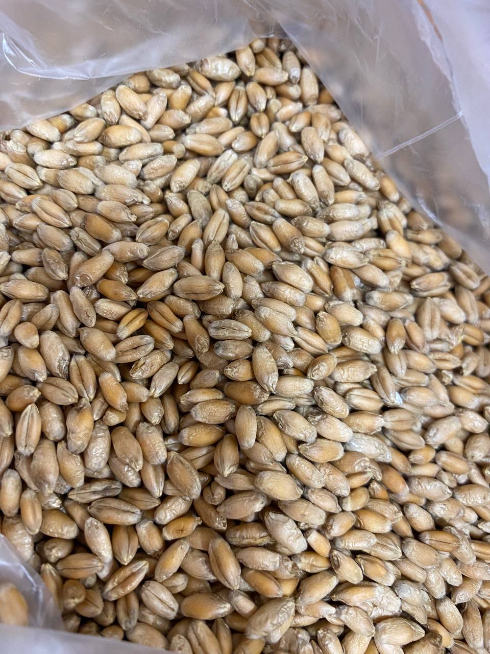 Пшеница Агата