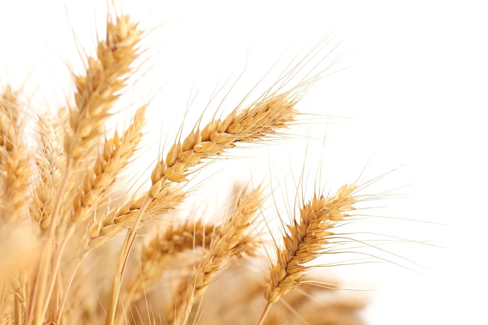 Семена пшеницы яровой мягкой