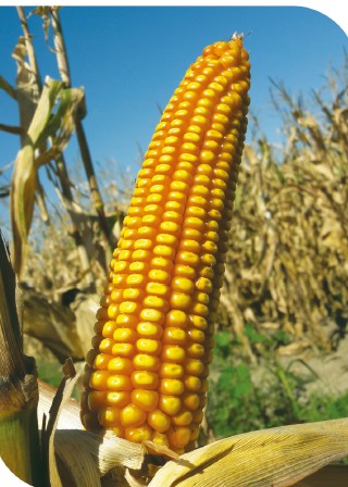 Гибриды кукурузы селекции Отбор