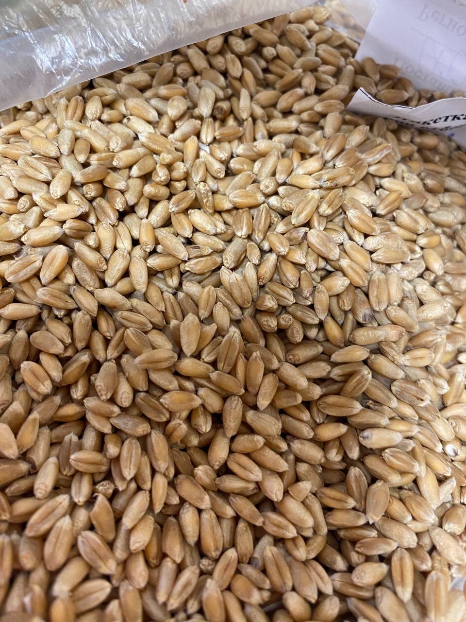 Пшеница яровая Радмира