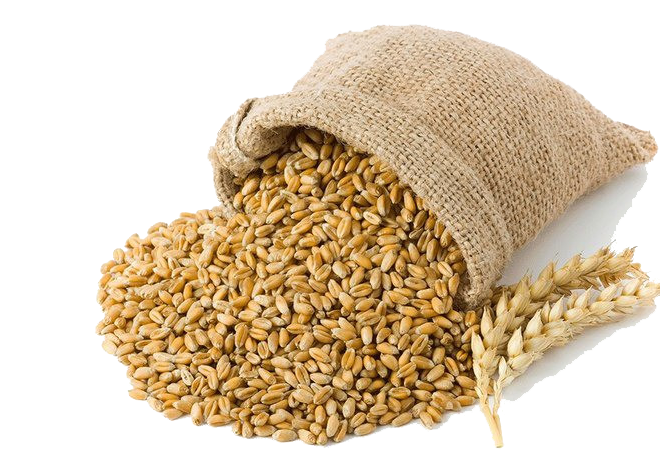 Семена пшеницы яровой твердой