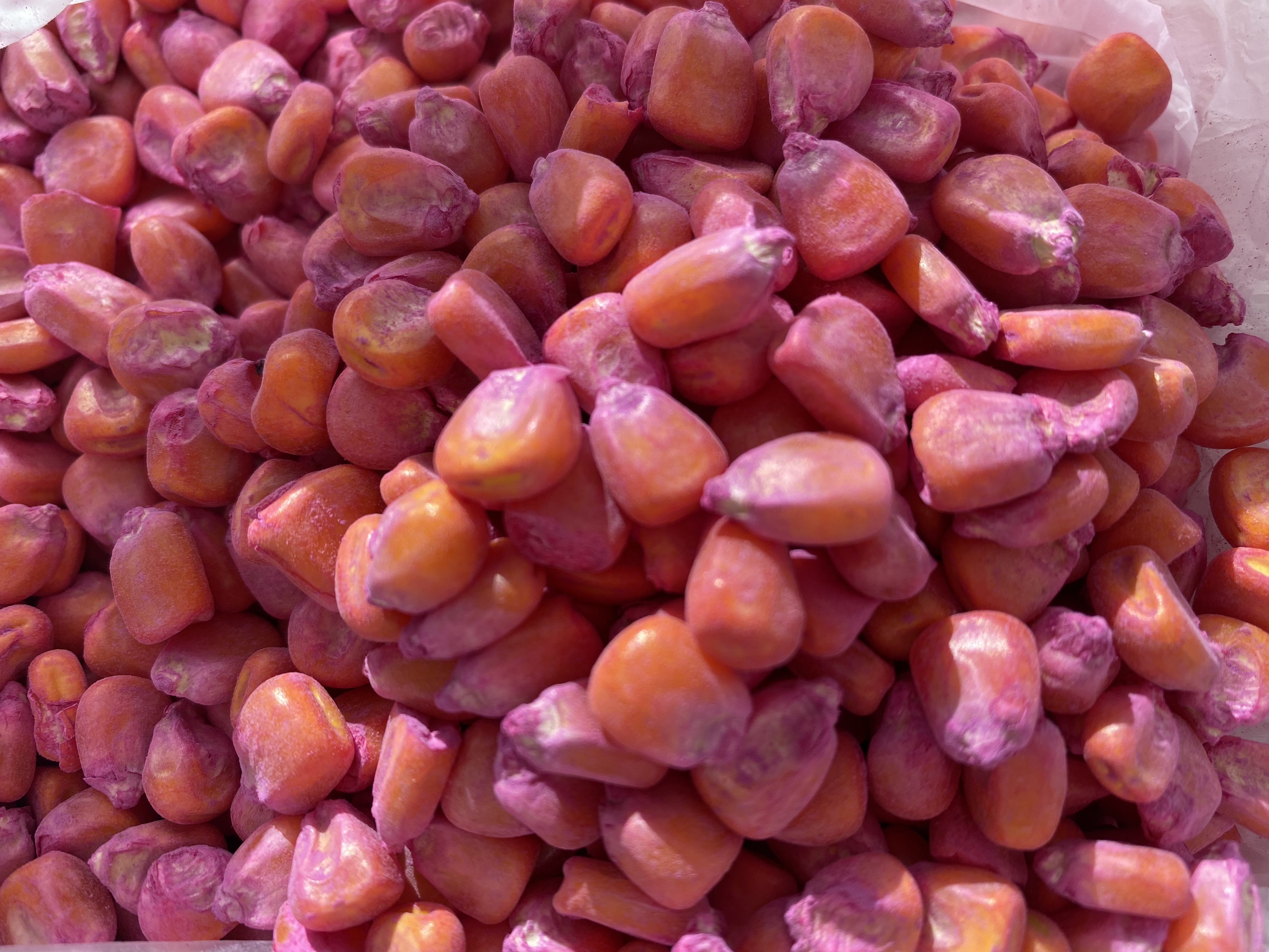 Семена кукурузы: покупка и продажа оптом и в розницу от производителя, цены- АгроМер