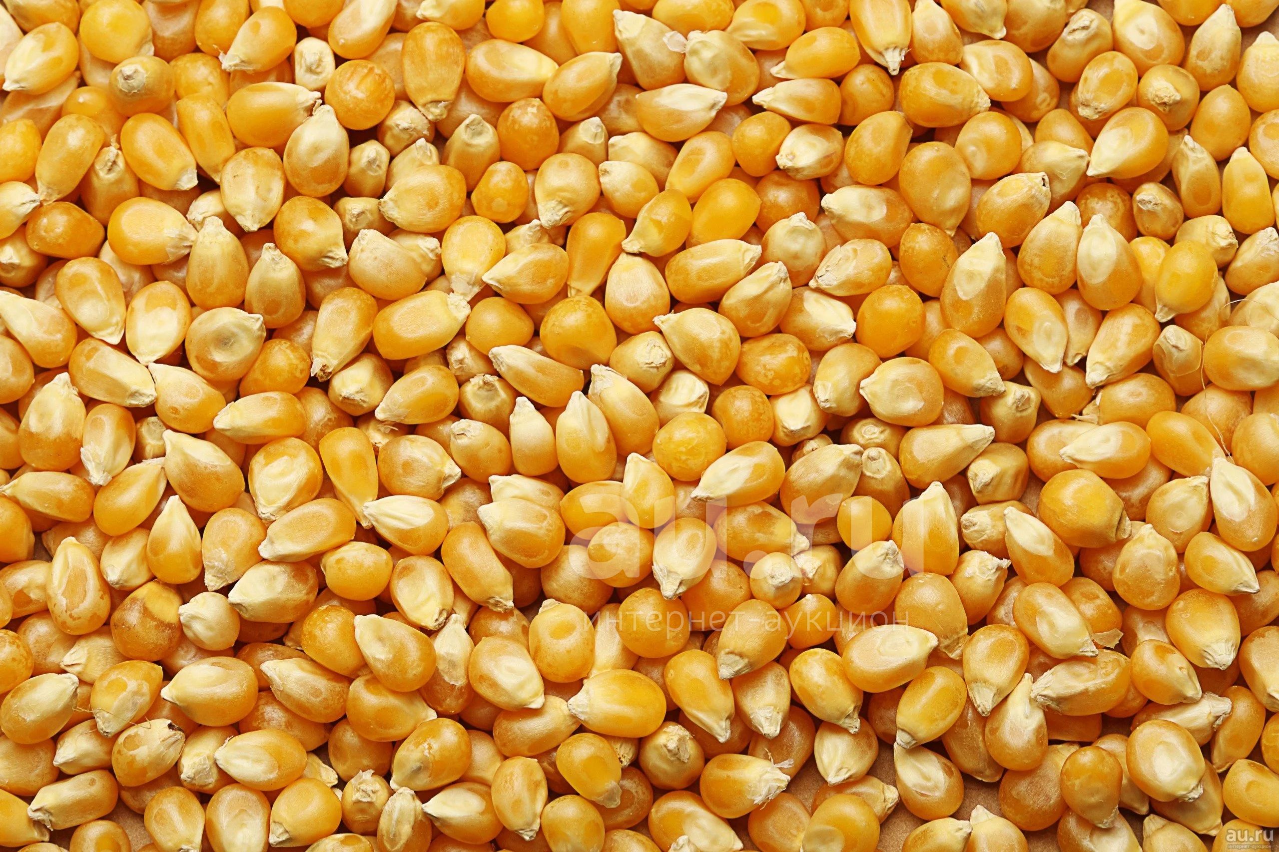 Продаём фуражную кормовую кукурузу цельную и колотую