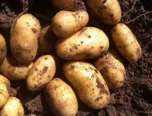 Семена картофеля Лисана