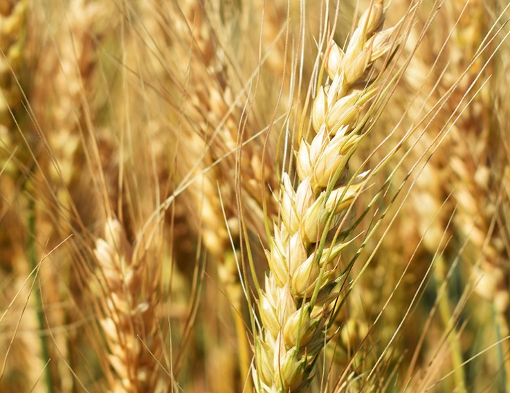 Семена озимой пшеницы Московская 56