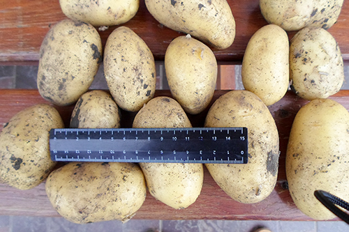Семена картофеля Коломбо
