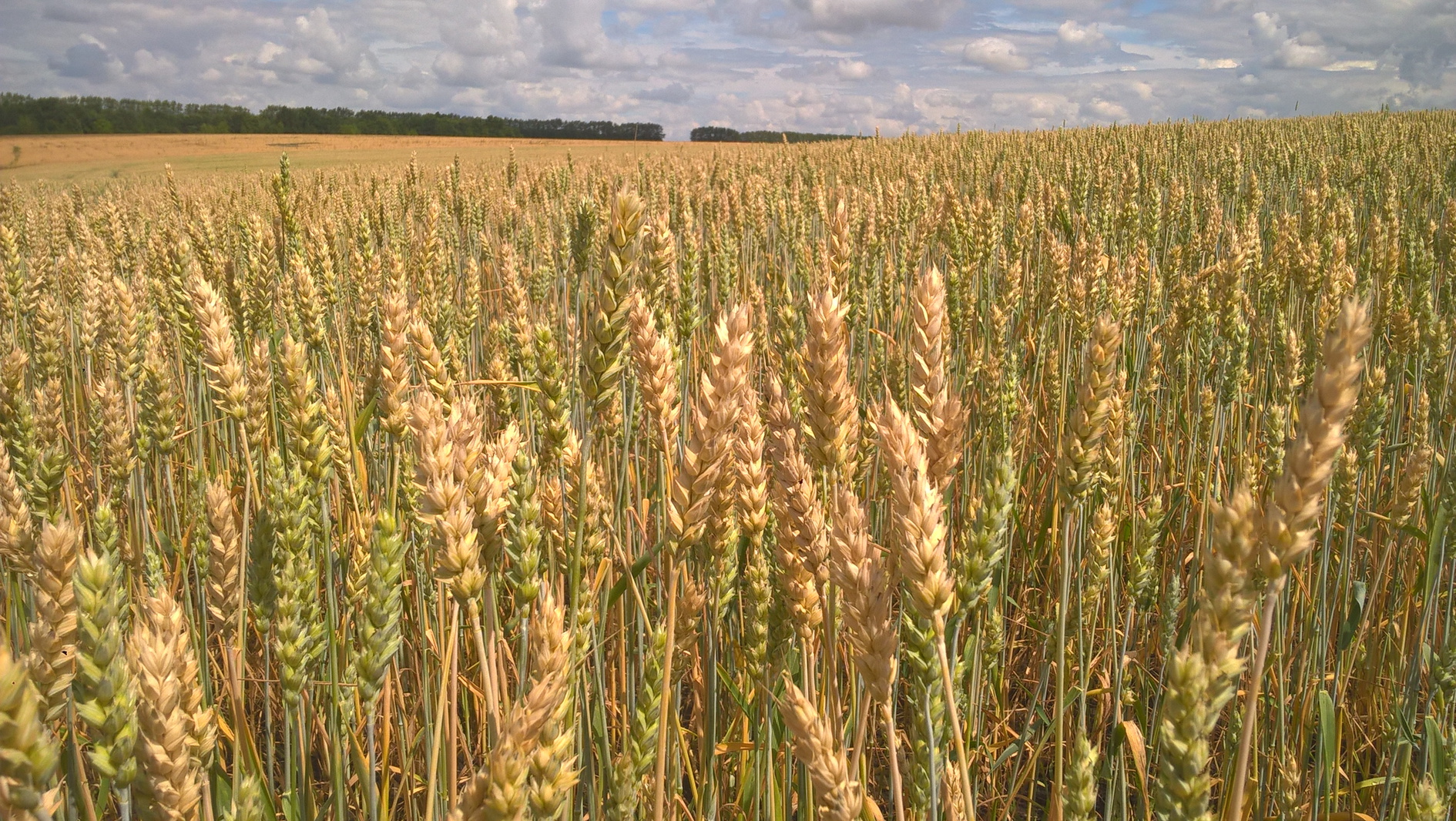 Пшеница мягкая яровая "Новосибирская-16" (оригинальные семена, питомник размножения)