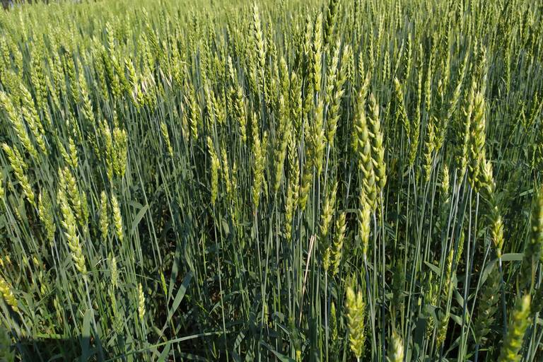 Пшеница мягкая яровая "Новосибирская-41" (элитные семена, ЭС)