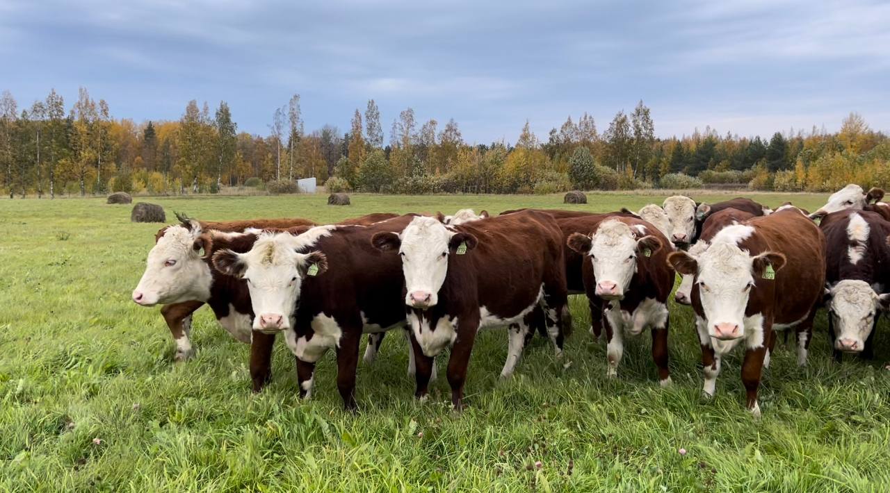 Герефорд бычки мясные на откорм