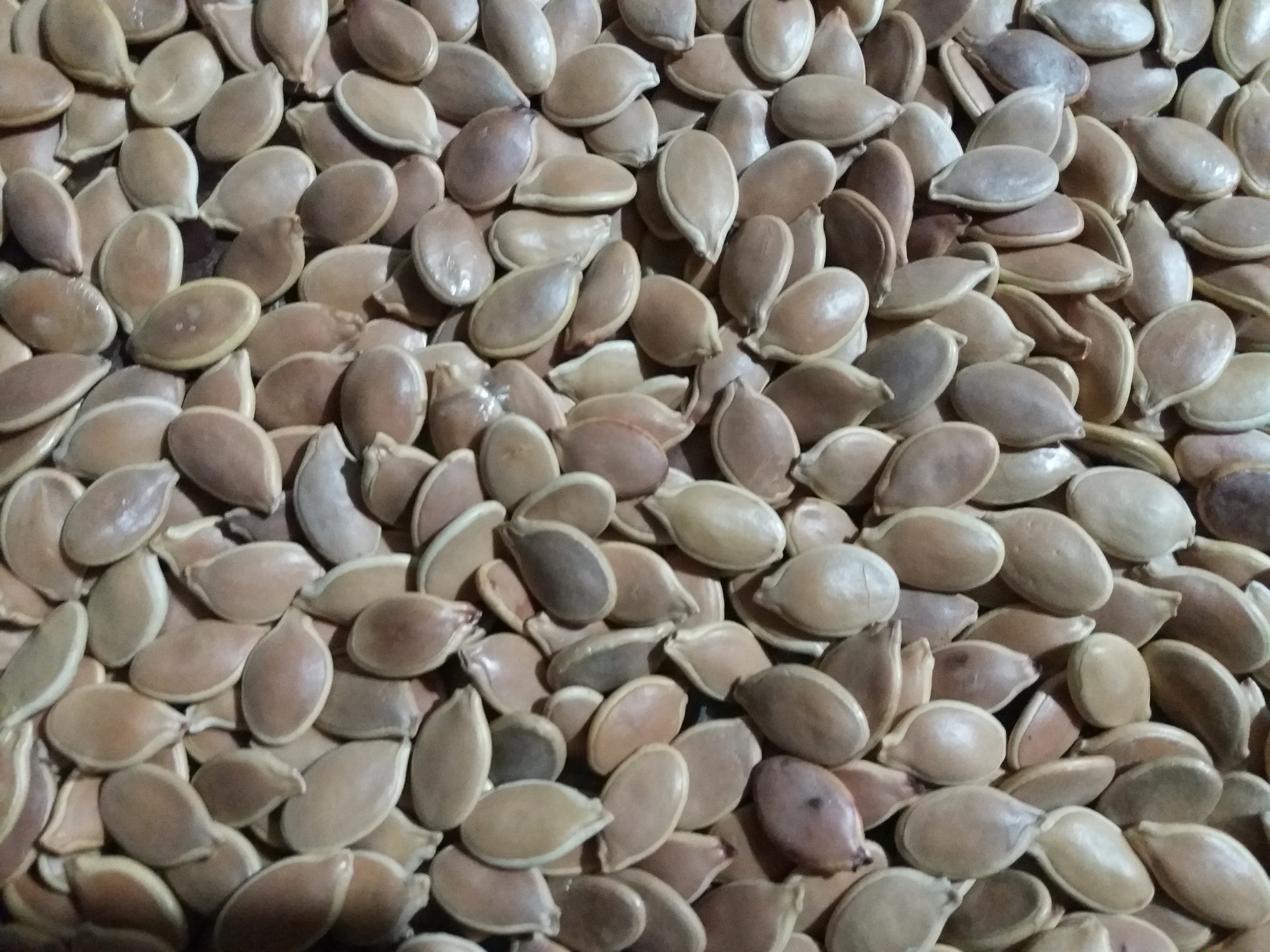 Семена тыквы сорт Крошка.