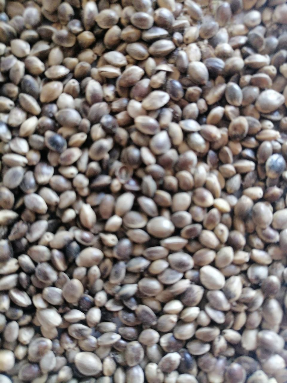 Семена конопли органической на экспорт