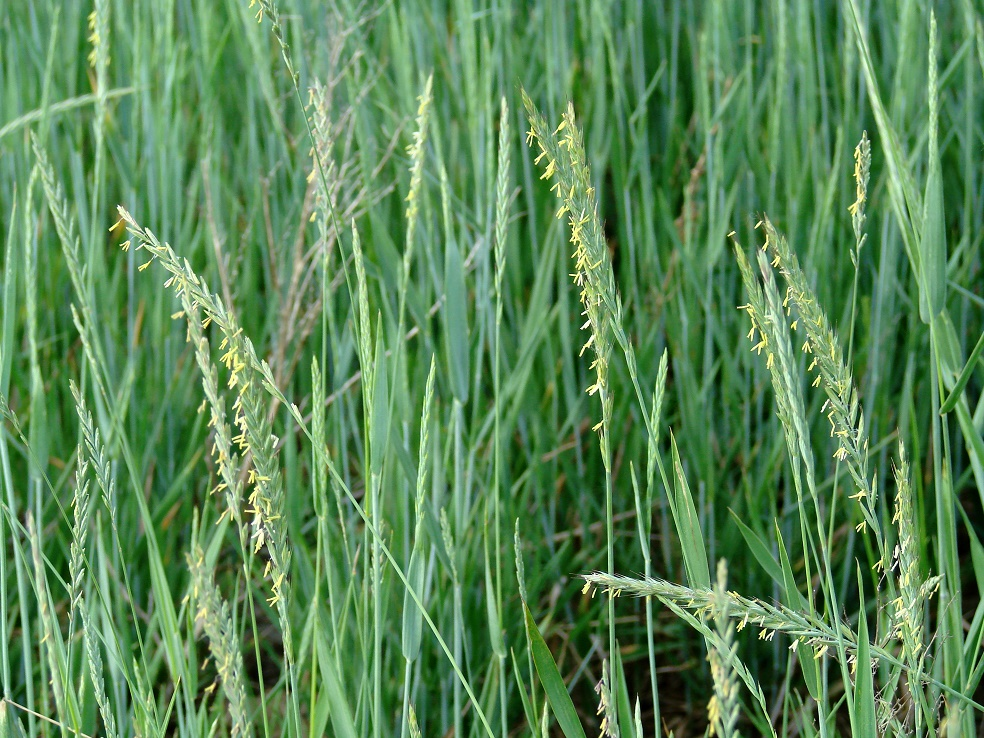 Пырей ползучий. Трава пырей ползучий. Пырей ползучий (Elytrigia repens). Пырей ползучий Agropyron repens.