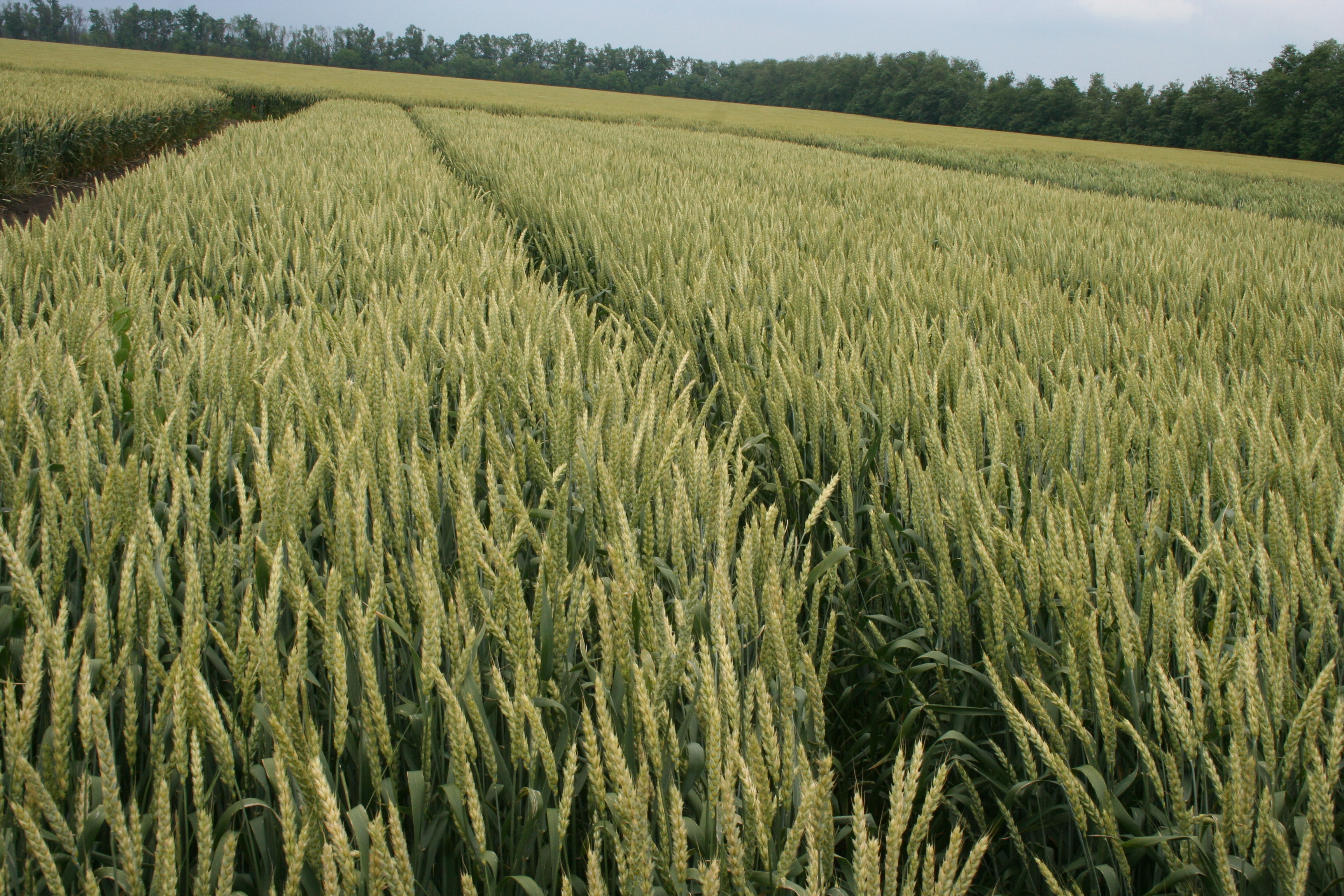 Яровая пшеница "Тулайковская"