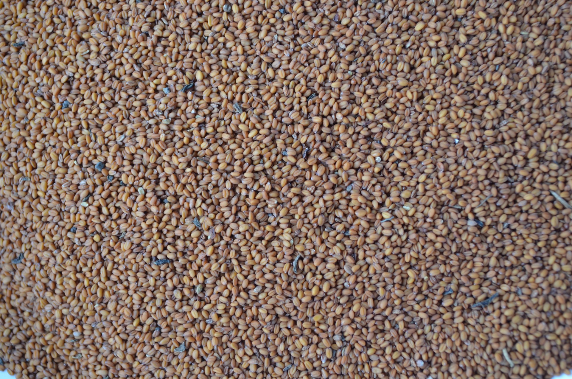 Семена озимого рыжика Пензяк