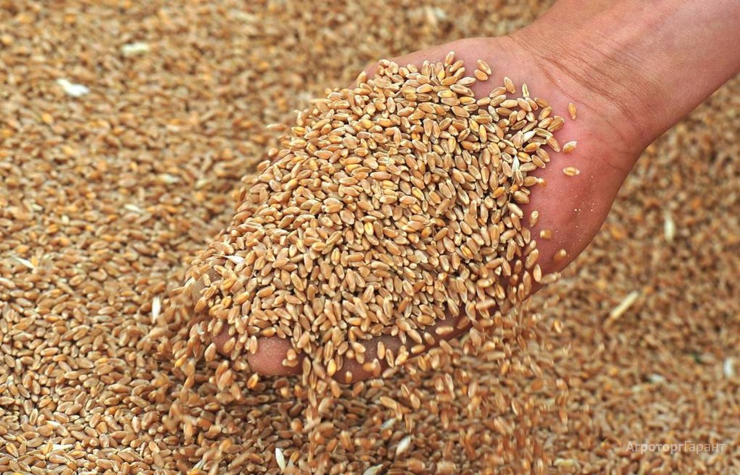 Пшеница фуражная оптом