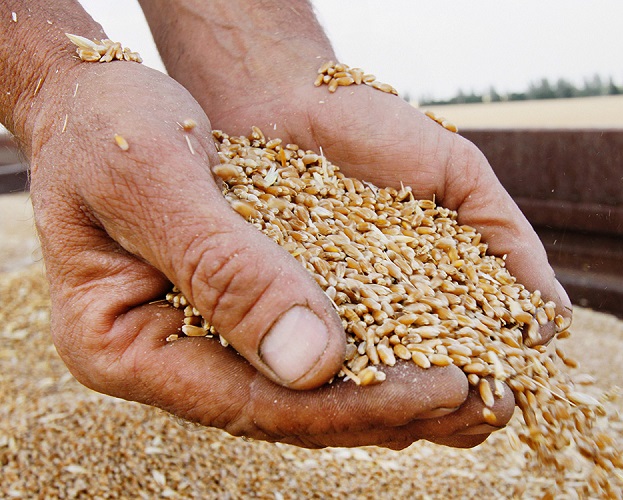 Пшеница мукомольная оптом