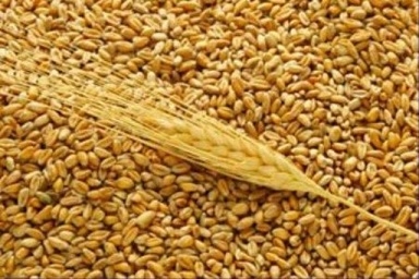Пшеница 3 класса