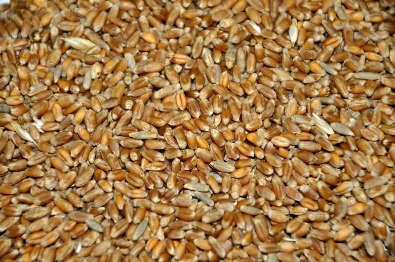 Фуражная пшеница
