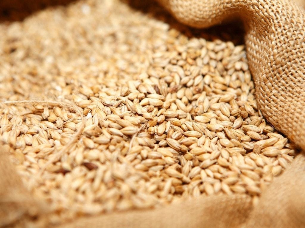 Пшеница пищевая