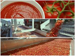 Линия производства томатной пасты