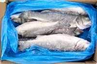 Импортная рыба оптом Сибас н/р 300-400 / 400-600 IQF Турция