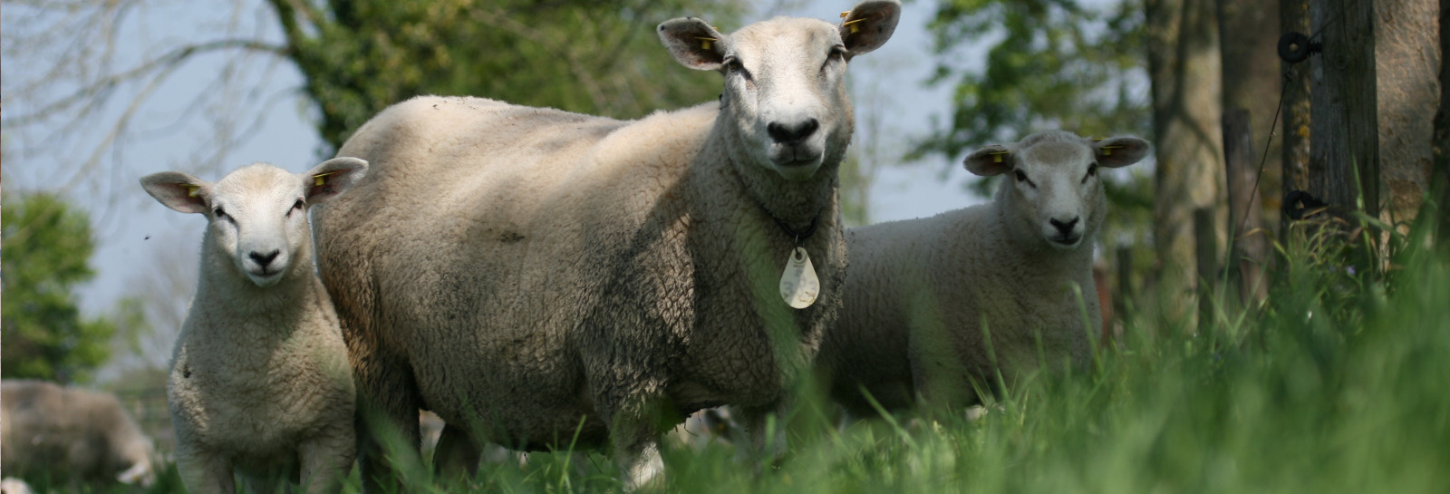 Племенные овцы (ярочки и баранчики) из стран ЕС