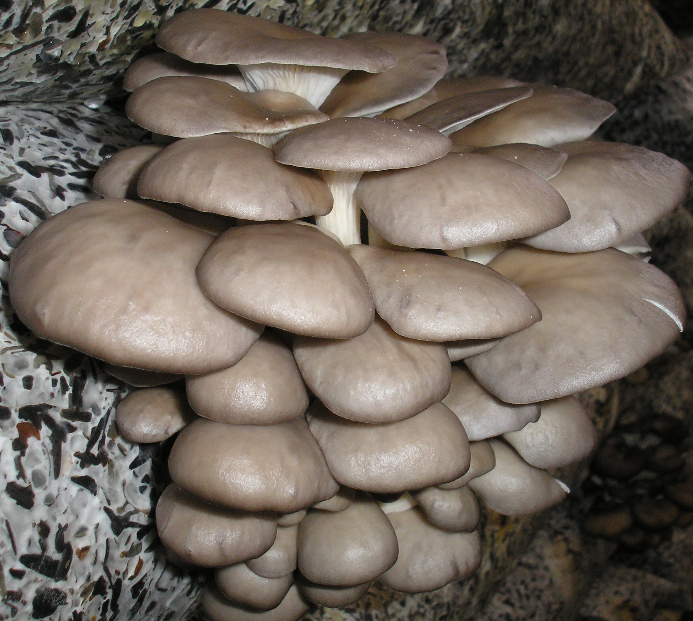 Мицелий грибов вешенки, шампиньонов, шиитаке, ежовика гребенчатого, субстраты грибов