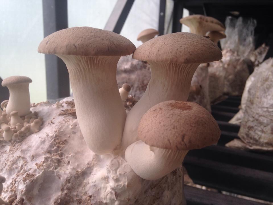 Мицелий грибов вешенки, шампиньонов, шиитаке, ежовика гребенчатого, субстраты грибов